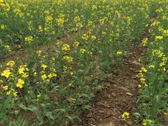 iphone_upload_pic-北京东方普罗旺斯薰衣草庄园