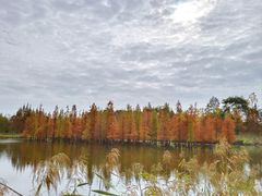 -白鹭湾湿地公园