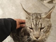 -楼上猫咖(罗湖店)