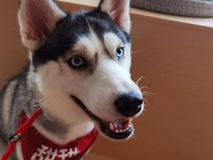 -Husky Go! 哈士奇体验馆·宠物咖啡厅狗咖
