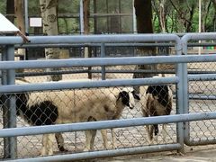 -长白岛森林公园