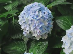 -中国科学院华南植物园