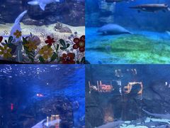 -烟台海昌鲸鲨海洋公园