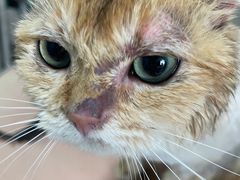 -秀猫阁·猫咪花园(万达店)