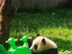 -卧龙中华大熊猫苑神树坪基地