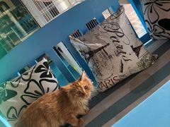 -A猫a狗全科·犬猫异宠·芥西宠物医院(南开总院)