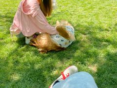 -爪吧宠物乐园 (温榆河示范区店)