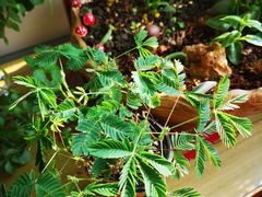 -龙大花卉苗木市场