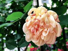 -T-COFFEE(长江花园店)