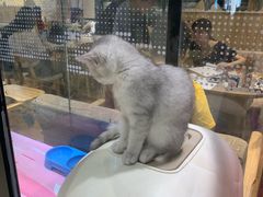 -藏猫猫咖啡主题馆(中央大道店)