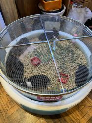 -卡通尼·Safari非洲探索乐园·生日会(金桥国际商业广场店)