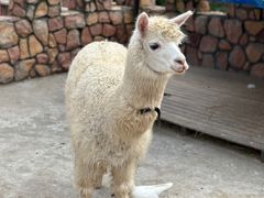 -J Create城市露营咖啡·简餐·宠物(上海动物园店)