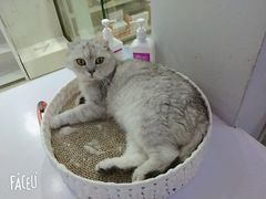 -喵的天空名猫咖啡馆·撸猫·猫舍·用品