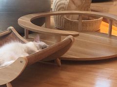 -momokira米努特·德文卷毛猫·棉花面纱犬
