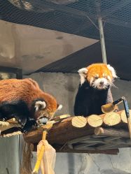 -Zoolung Zoolung动物主题公园(海信广场店)