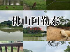 -王借岗森林公园