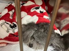 -宠颐生宠物医院·犬猫全科·皮肤科(商业街店)