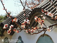 -北京鹫峰国家森林公园