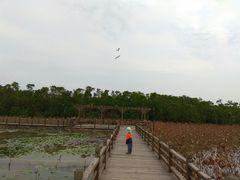 -大湾区中央湿地公园