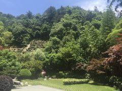 -十八棵（老龙井）御茶园(老龙井店)