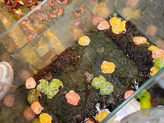 -青石桥花鸟鱼虫市场(叠翠城店)