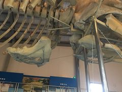 -上海海洋大学鱼文化博物馆(军工路校区)