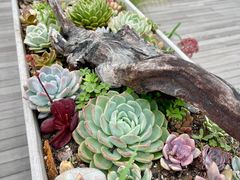 -北马山庄植趣咖啡