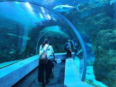 -芜湖新华联大白鲸海洋公园