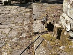 -天目山大树王景区