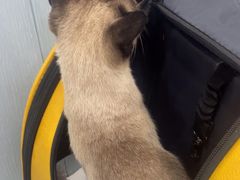 -纳吉亚猫专科动物诊疗中心(蒋宅口分院)