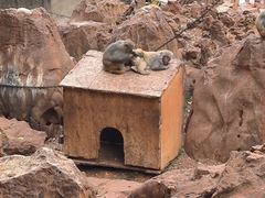 -昆明动物园