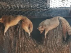 -清迈夜间动物园