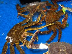 -盒马鲜生(龙德广场店)