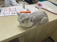 -虹泰宠物医院 ·旗舰店·24h(南秀路店)