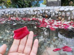 -金孔雀温泉旅游度假村