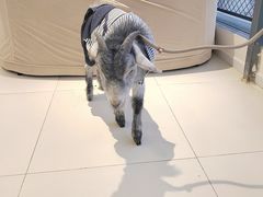 -怪兽屋·羊驼·猫咖·狗咖(俊华广场店)