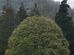 -贵州省植物园