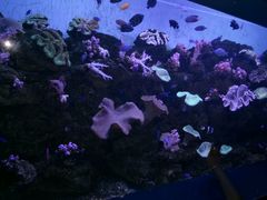 -芜湖新华联大白鲸海洋公园