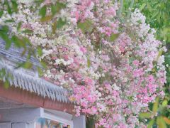 -深圳国际园林花卉博览园