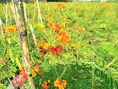 -光明小镇欢乐田园