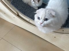 -喵宠乐园·撸猫互动·猫舍