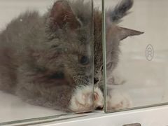 -毛绒耶耶撸宠馆·猫咖·狗咖·荷兰猪咖