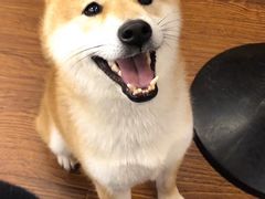 -豆柴町-柴犬主题狗咖(红鼎国际C座店)