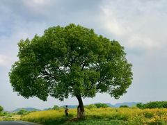 -良渚古城遗址公园
