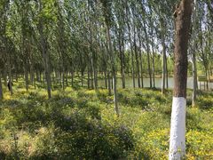 -东郊湿地公园