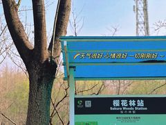 -顾村公园