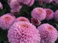 iphone_upload_pic-上海鲜花港