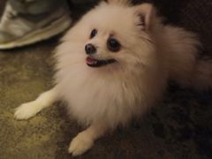 -萌喵咖啡屋(人民东路4号口M16商铺店)