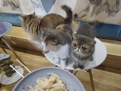-滚猫咖啡·猫咖·猫友好撸猫(未来城店)