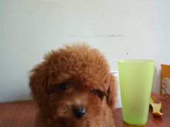 -瑞派动物医院·绝育·犬猫全科·预防医学(光景江南中店)